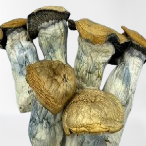 Buy Melmac Mushroom