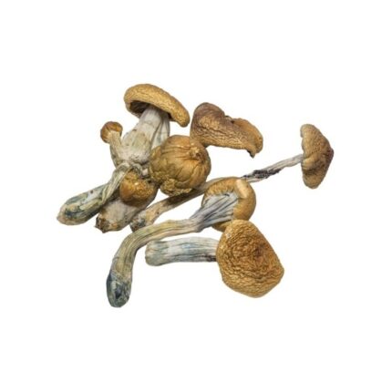 Hillbilly Mushroom