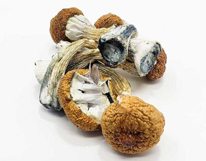 Blue Meanies Mushroom