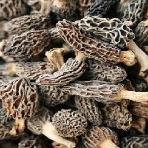Buy Morel Mushroom