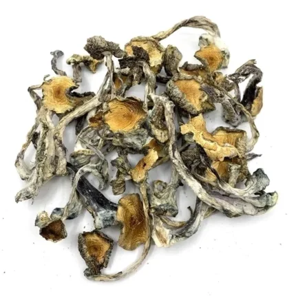 Hillbilly Mushroom